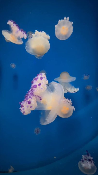 Oceanogràfic - Aquariums Near Me - Valencia, V