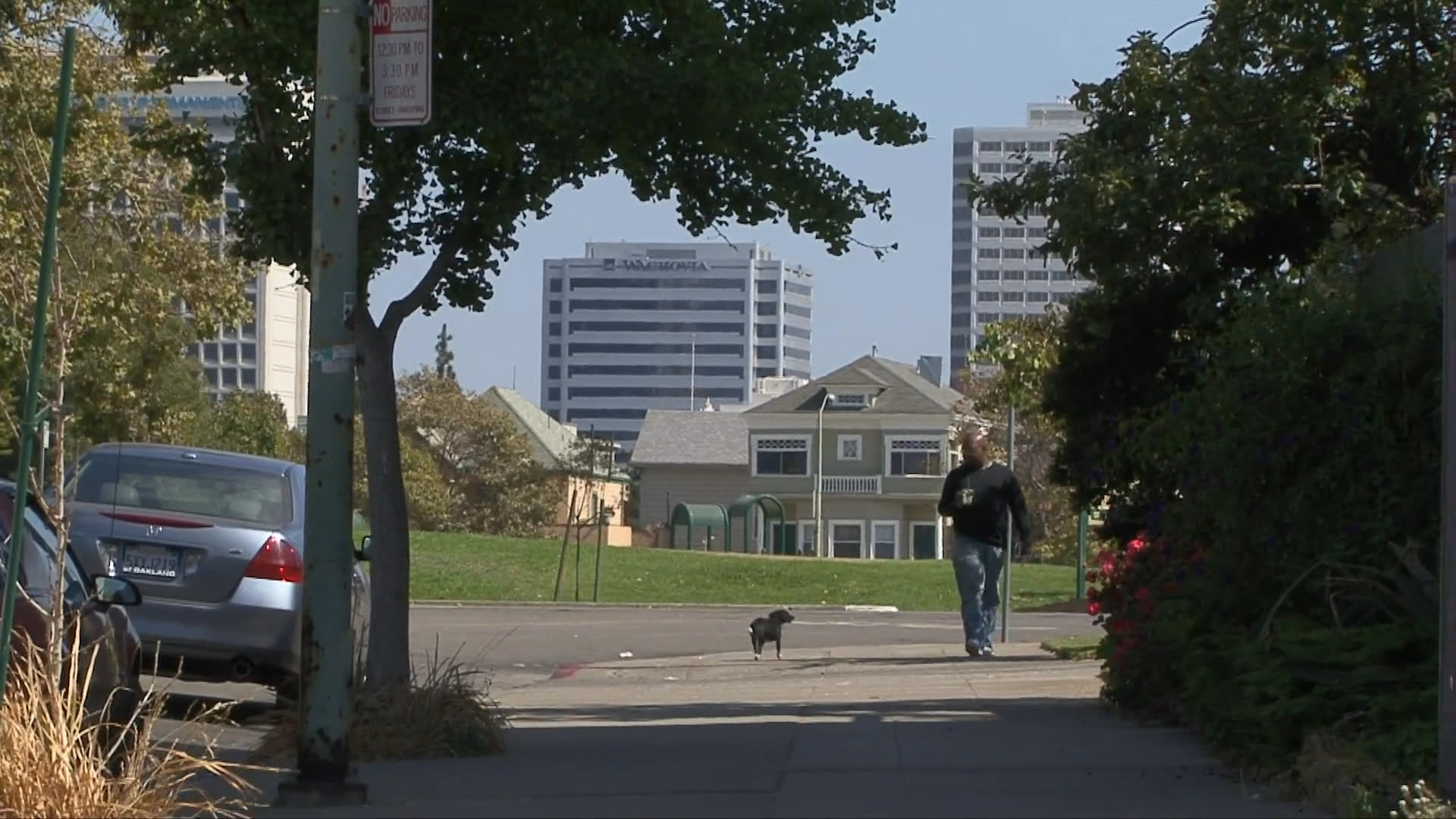 A small black dog wearing a red collar runs along a sidewalk and explores an urban street area while its owner walks nearby. The dog transitions between running freely and sniffing the ground near the roadside.