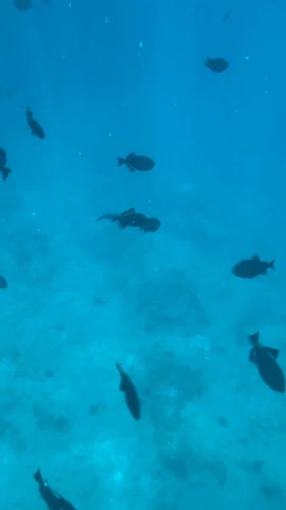 E Sea Diver - They sell waterproof cases for phones for $10 - Snorkeling Near Me - Honolulu, Hawaii