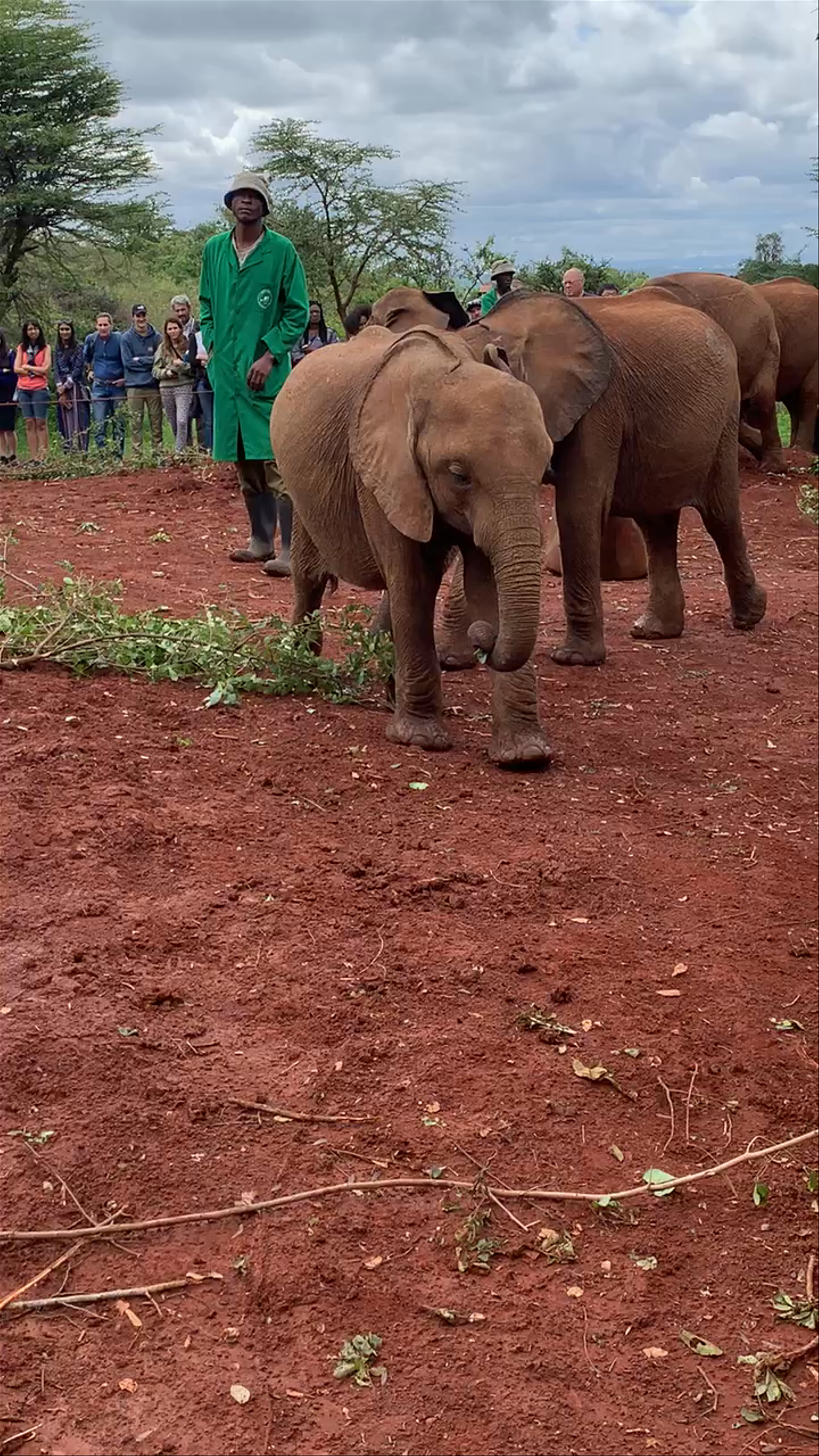 Sheldrick Elephant Orphanage