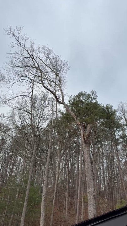 Premier Land Solutions - Tree Services Near Me - Ellijay, Georgia