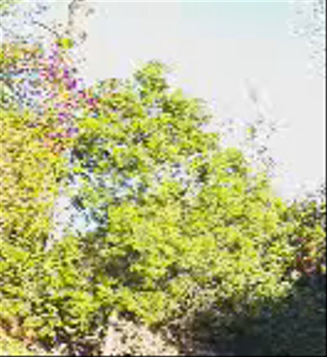 Rojas Landscape Construction - Tree Services Near Me