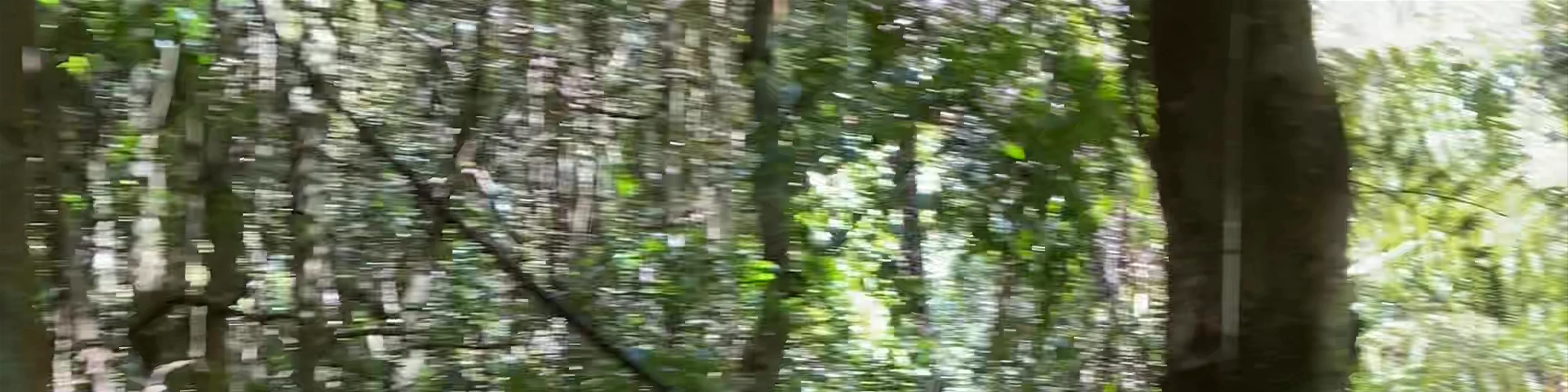 Scenic World