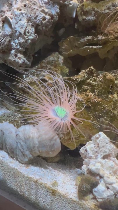 The Mystic Reef - Aquarium Services Near Me - Riverside, California