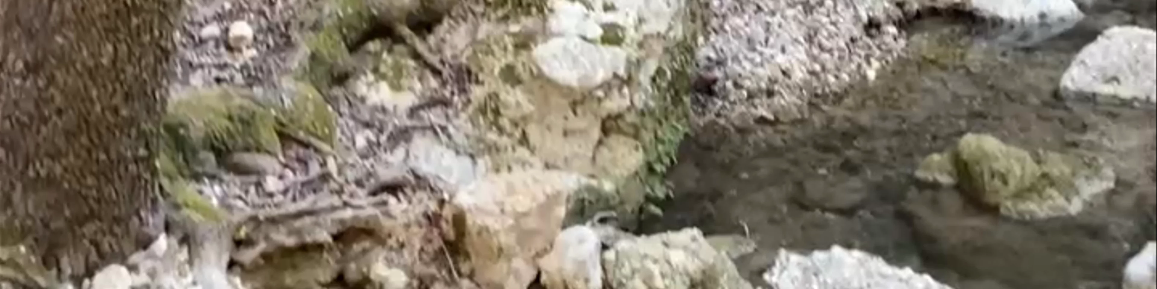 Butterflies Valley