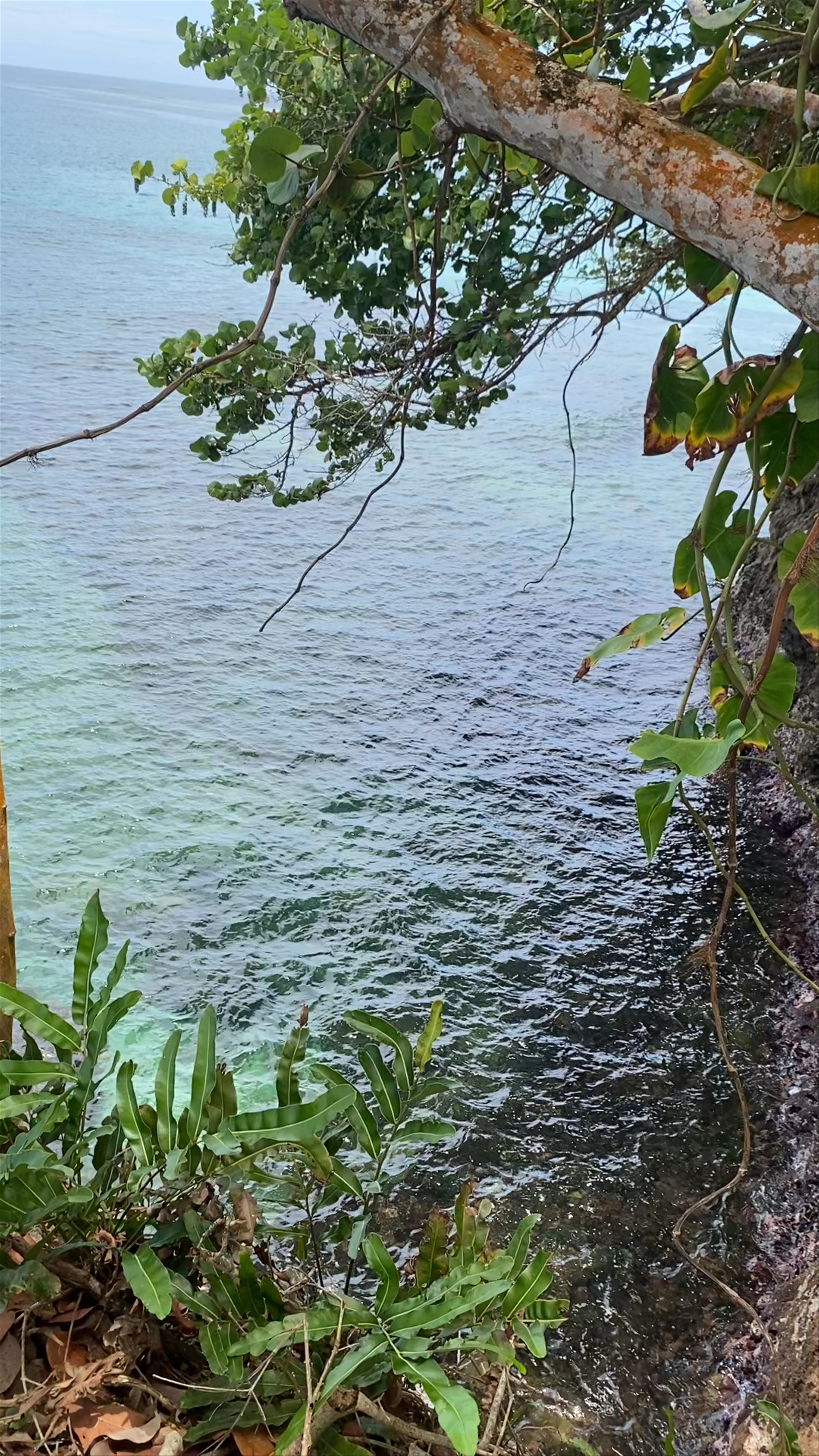 Serene Coastal Escape at Playa Punta Uva, Costa Rica