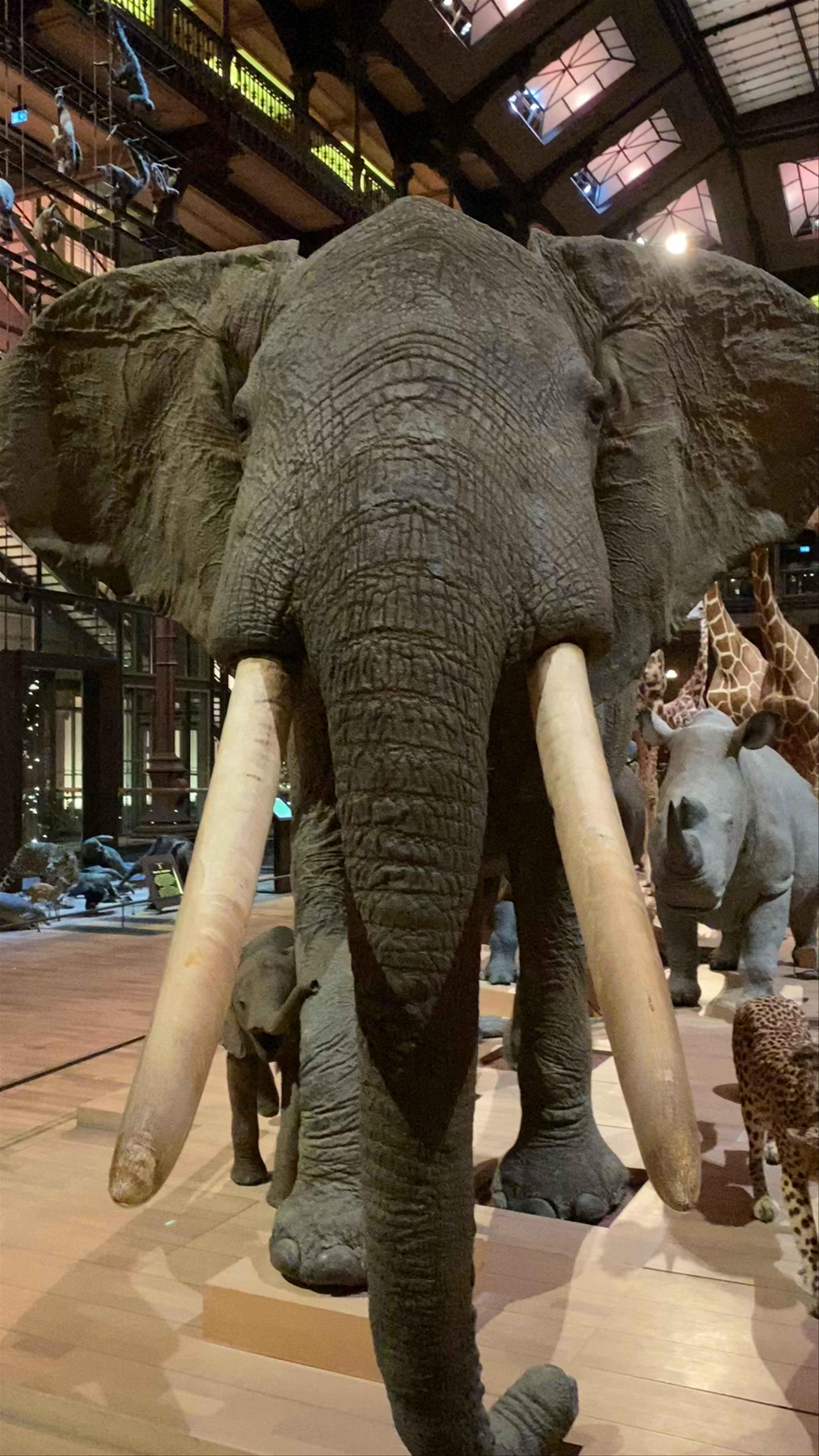 Muséum national d'Histoire naturelle: Awe-Inspiring Wildlife Exhibits in Paris