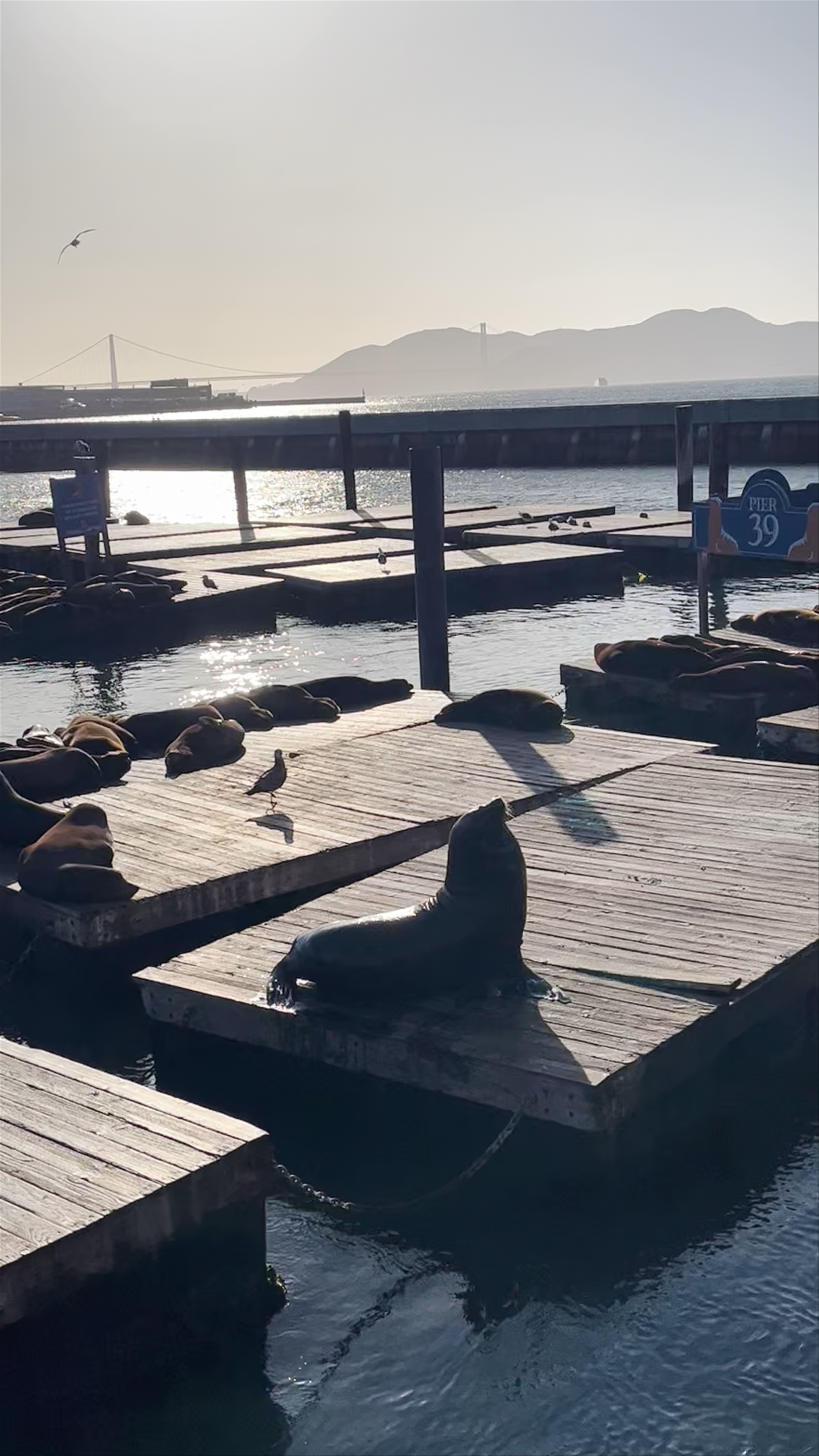 Sea Lion Viewing Area