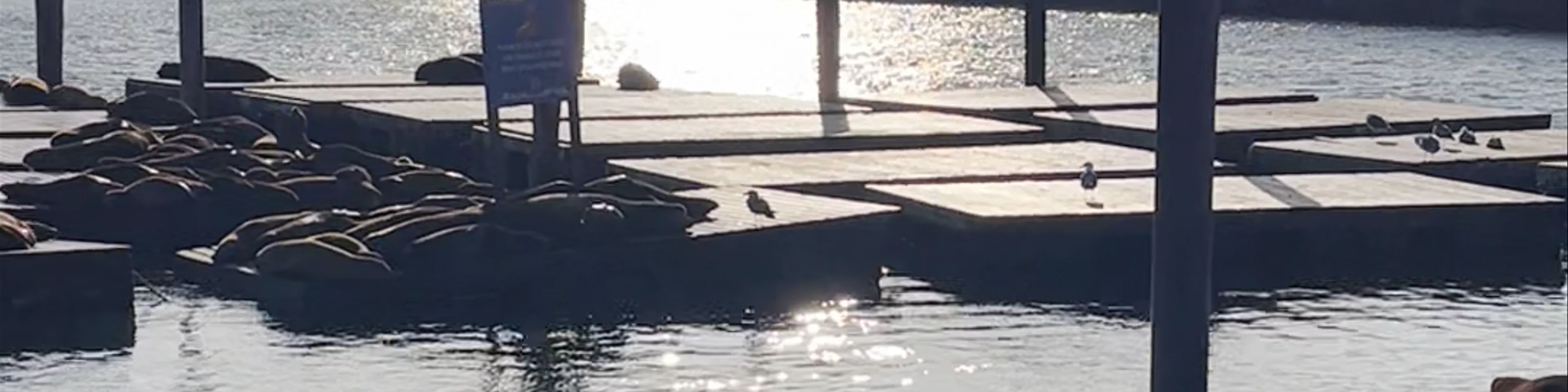 Sea Lion Viewing Area