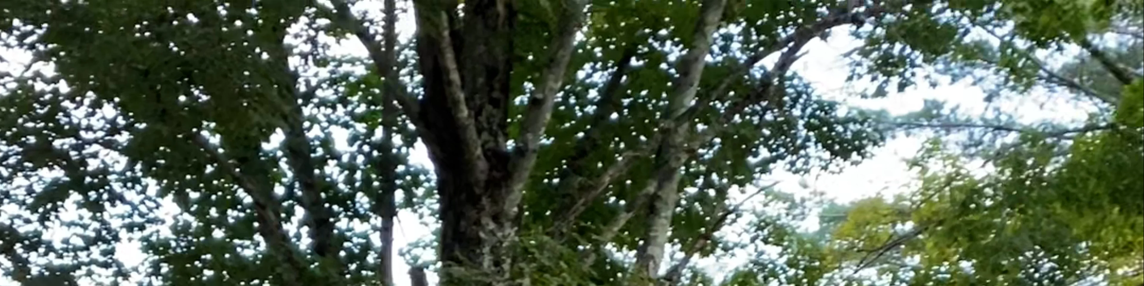 The Hoot