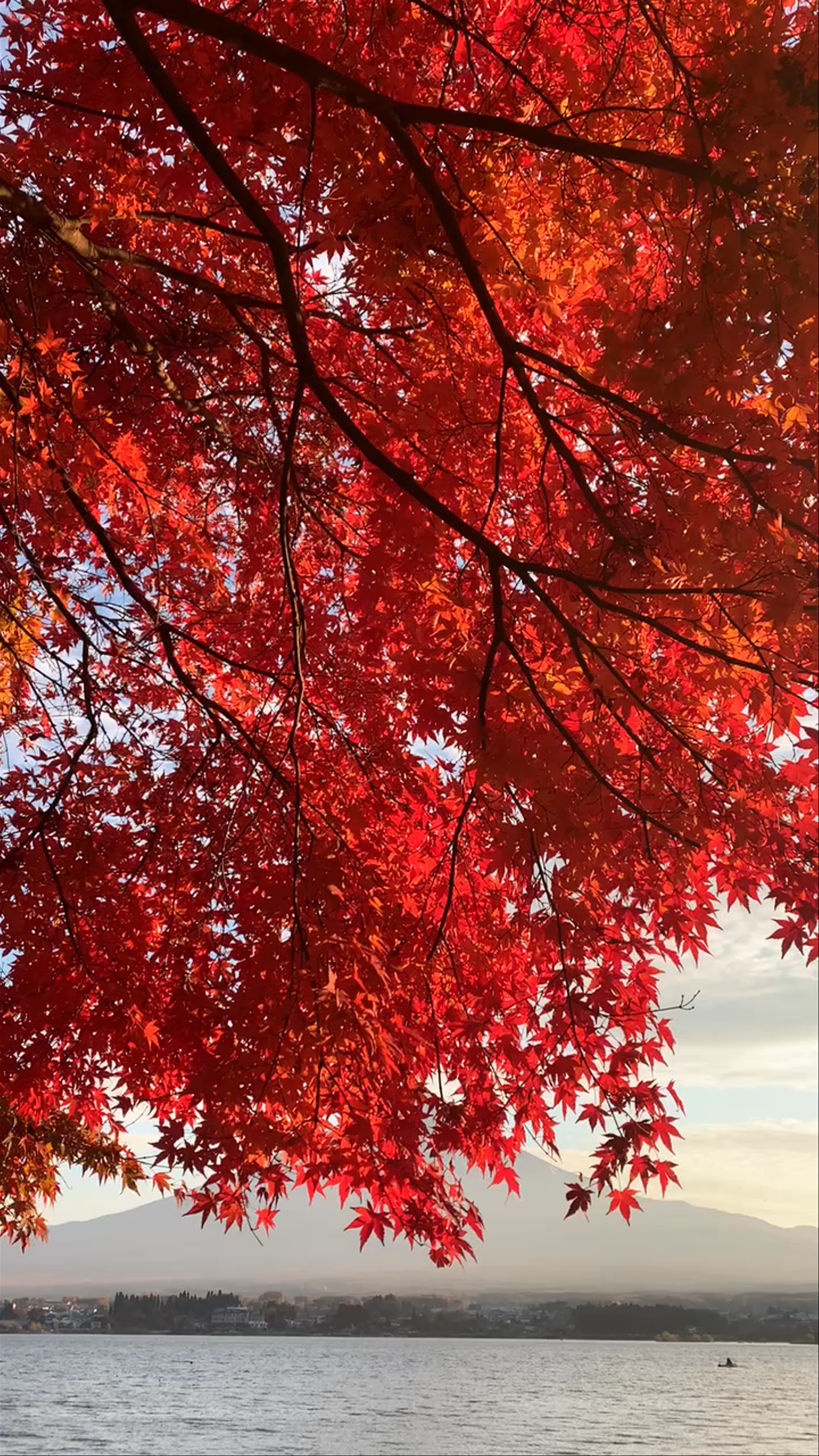 Autumn Splendor at Lake Kawaguchi with Mount Fuji View
