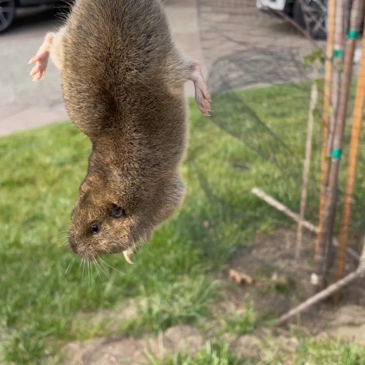 Fast Gopher Service - Gopher caught - Pest Control Near Me