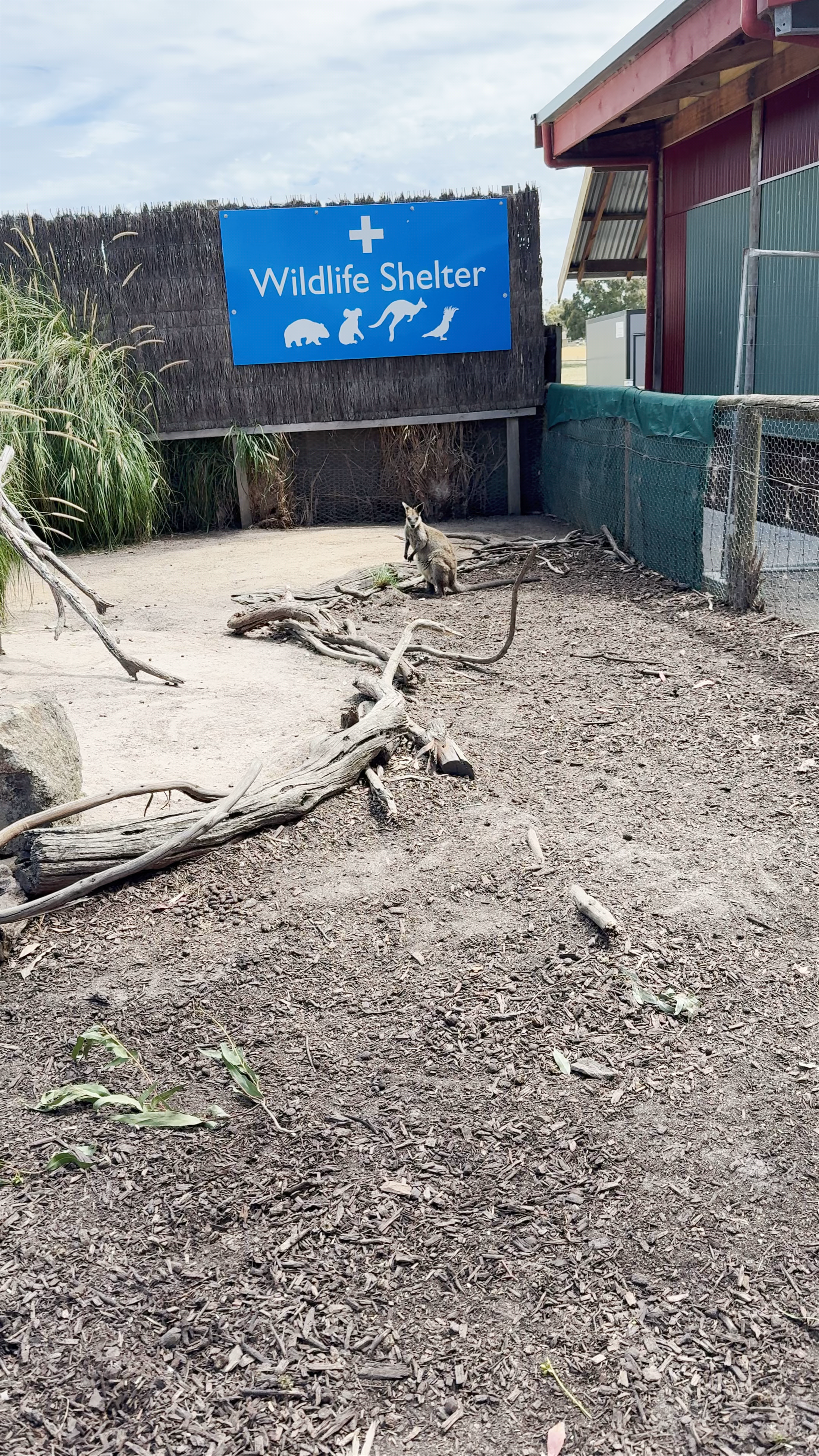 Maru Koala and Animal Park