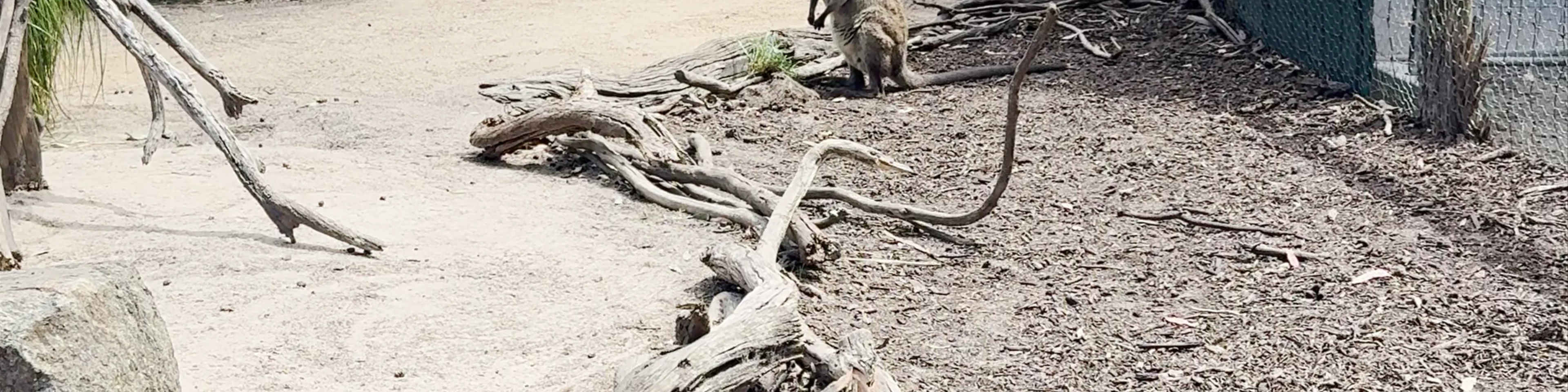 Maru Koala and Animal Park