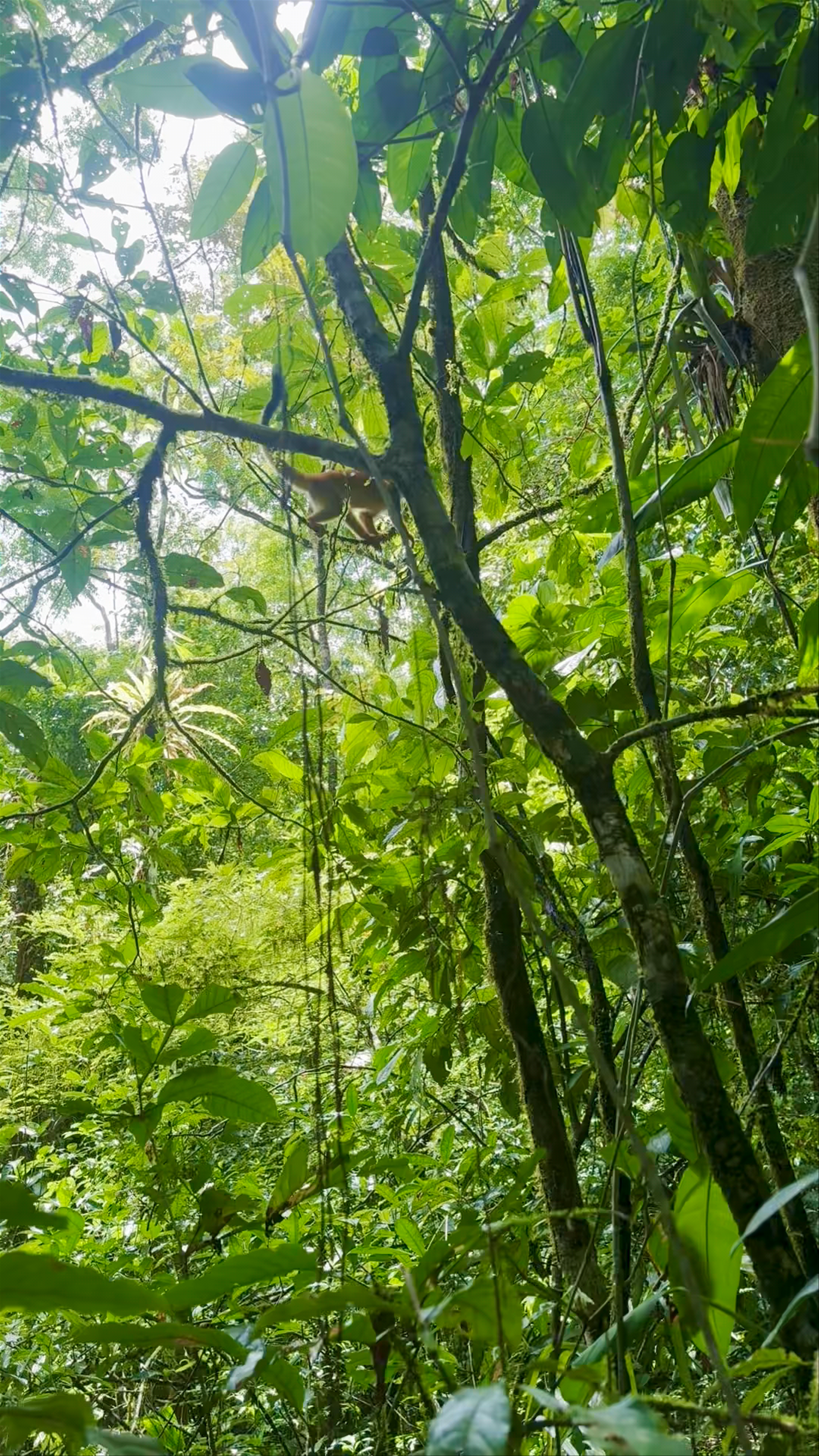 Wildlife Encounter: Monkey Sightings in Corcovado National Park, Costa Rica