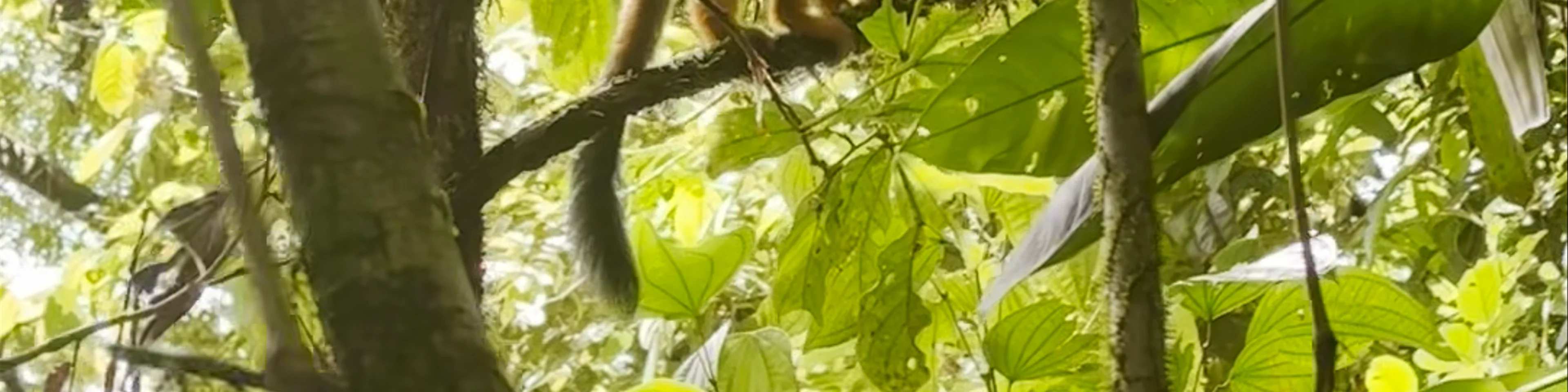 Corcovado National Park