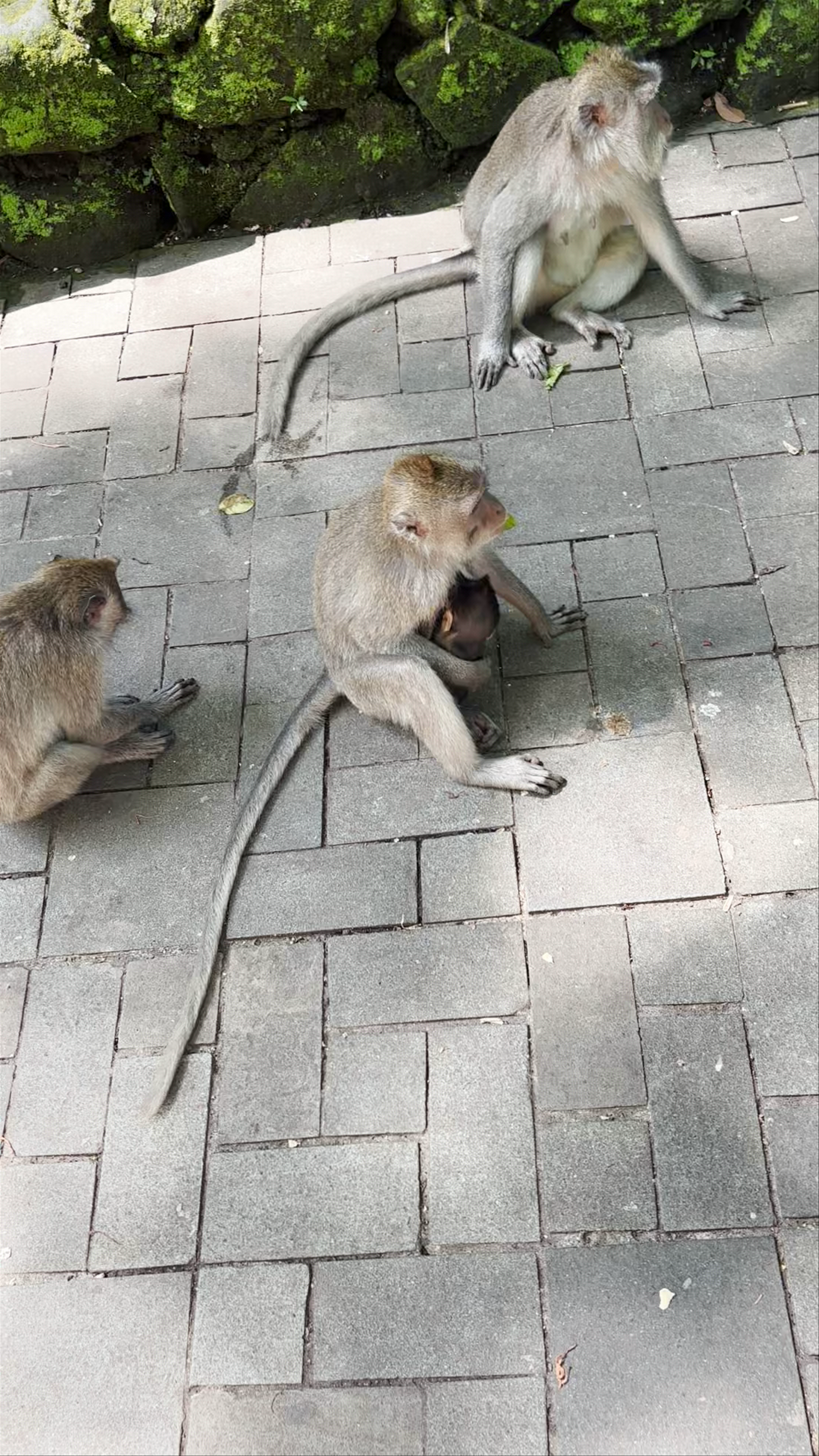 Sacred Monkey Forest Sanctuary