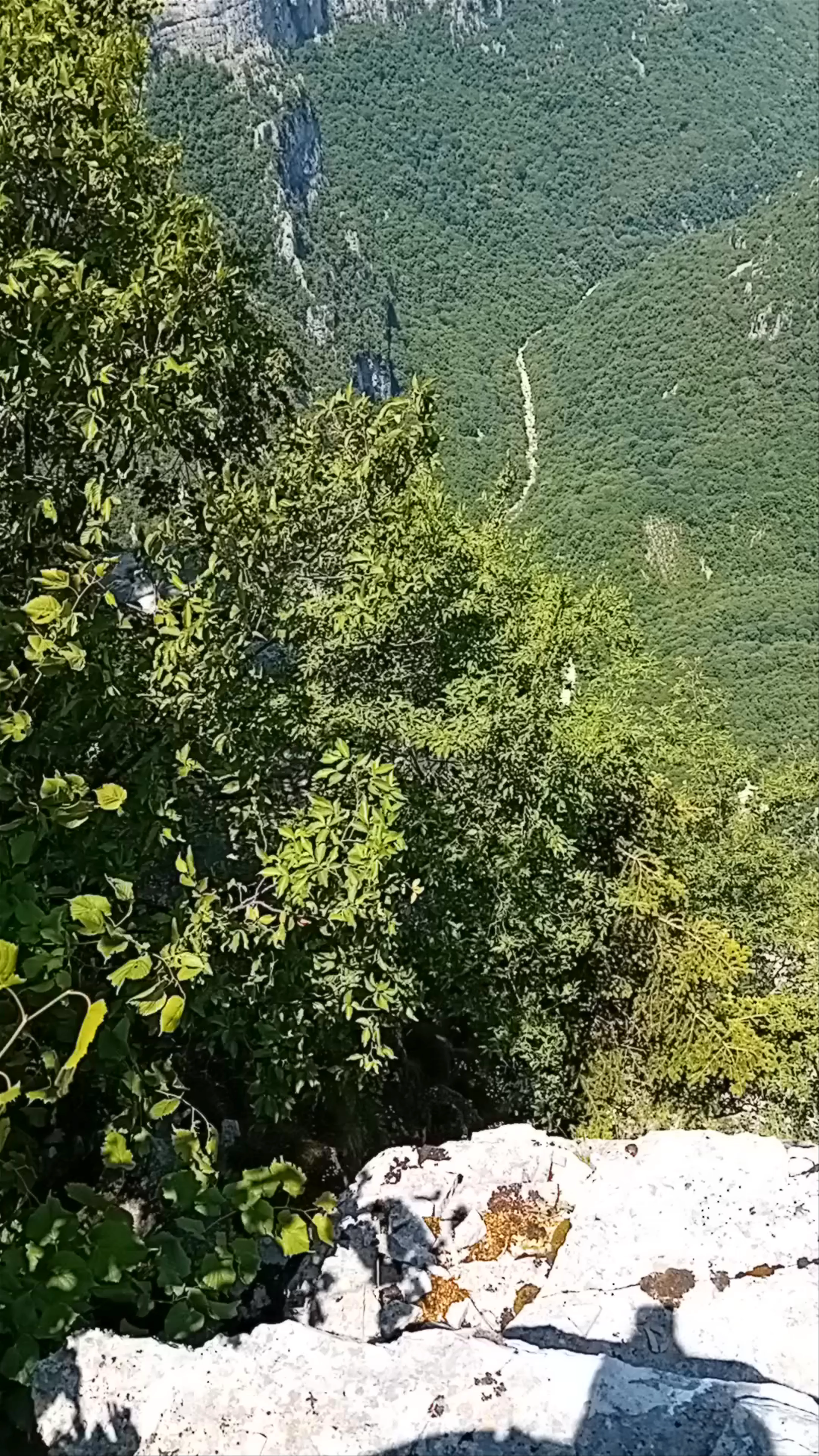Θέση Μπελόη, Tymphaea
