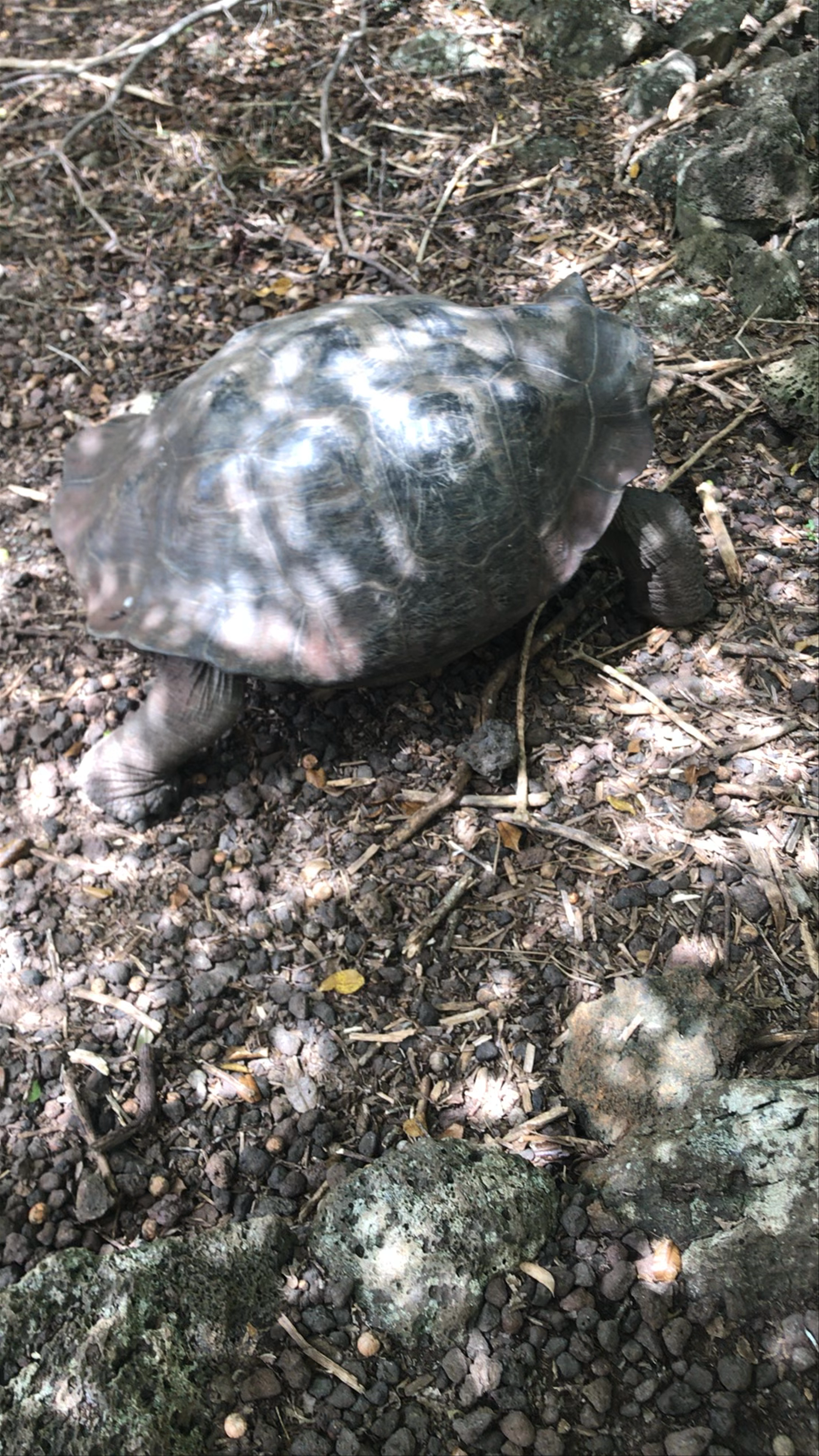 Giant Tortoise Encounter in San Cristobal, Galápagos
