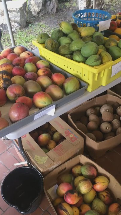 Excalibur Fruit Trees - Nurseries & Gardening Near Me - Lake Worth, Florida