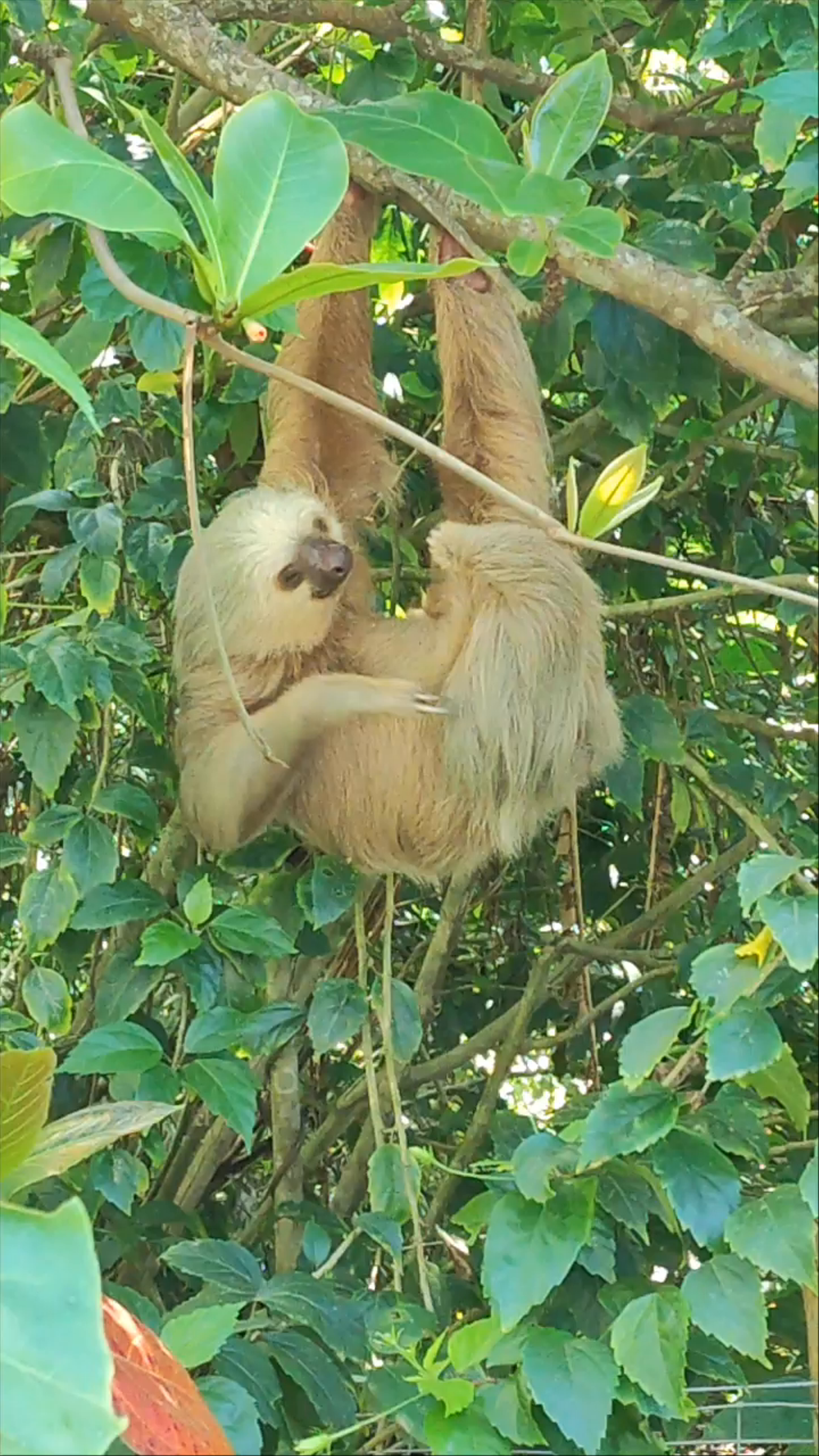 Gentle Sloth in the Lush Greenery of Puerto Viejo de Talamanca
