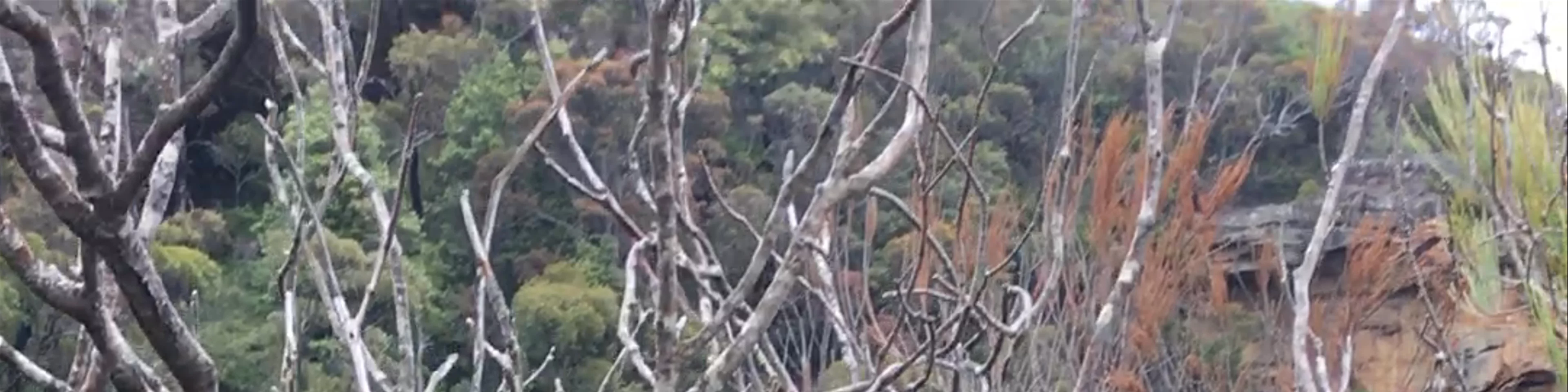 Wentworth Falls