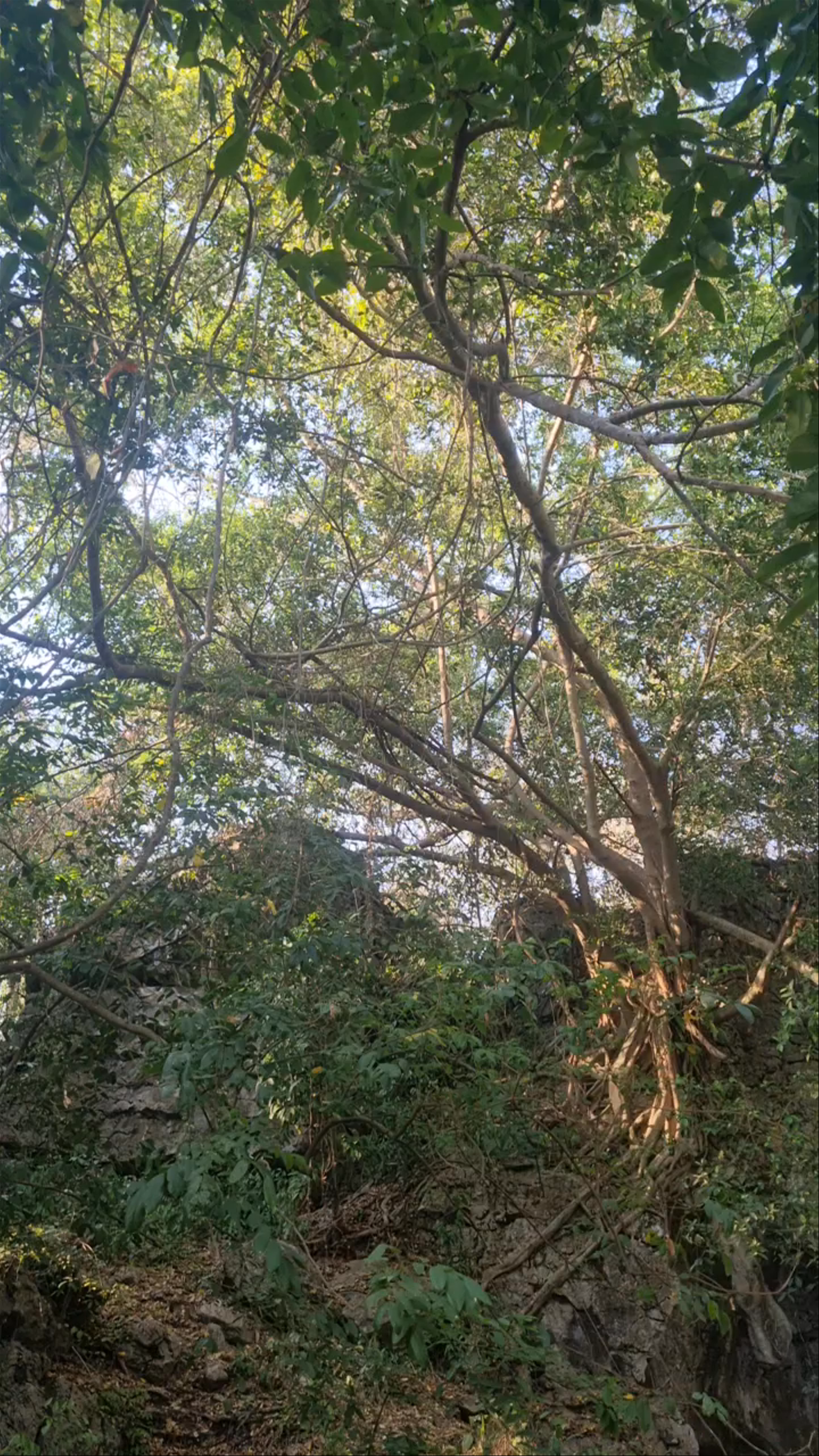 The Killing Cave, Cambodia: Mystical Forest Entrance to Ancient History