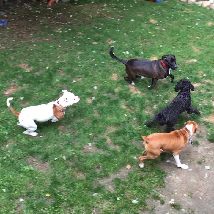 Acadia pet services - Pet Sitting Near Me - Seal harbor, Maine