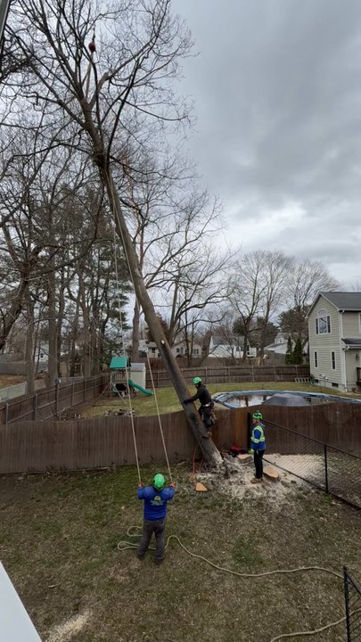 Green View Tree Service - 3 Trees in under a minute - Tree Services Near Me - Cranston, Rhode Island