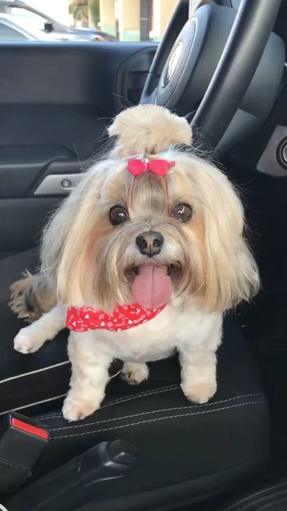 Mutt Cutts Dog Spa - Thanks Macario... Roxy - Pet Groomers Near Me - Chino, California