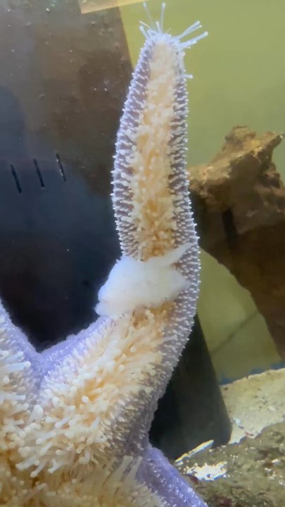 Puget Sound Estuarium - Aquariums Near Me - Olympia, Washington
