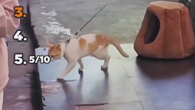 cat walk moon walk