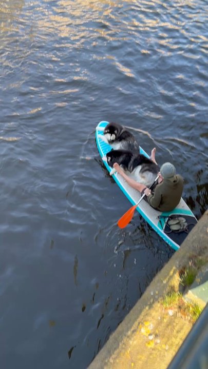 Amsterdam City - Canoe with man and his huskies--a way to stay cool on the canal! - Observatories Near Me - Amsterdam, New Hampshire