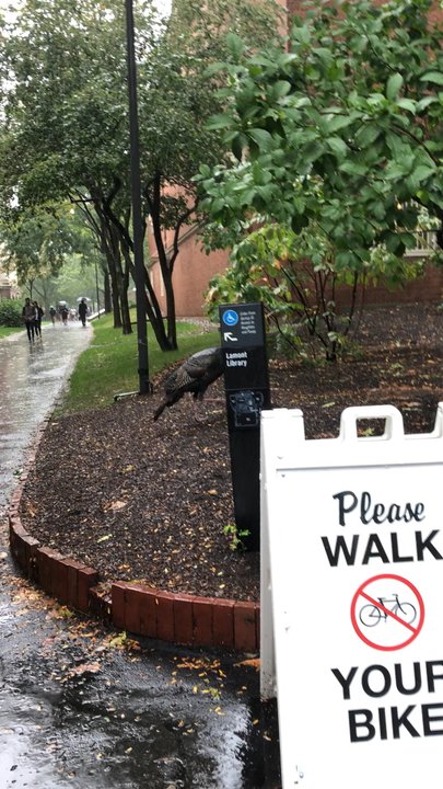 Harvard Yard - Turkey - Parks Near Me - Cambridge, Massachusetts