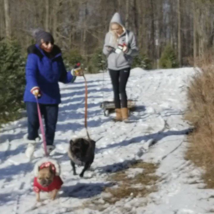 Chickadee Christmas Trees - Pets are welcome - Christmas Trees Near Me - Cambridge, Ontario