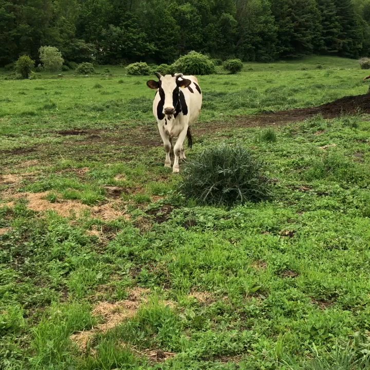 North Meadow Farm - Lysa getting the cows to come home. Idyllic and mooving - Attraction Farms Near Me - Manchester, Vermont