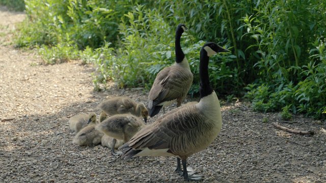 A family of ducks walks in the park