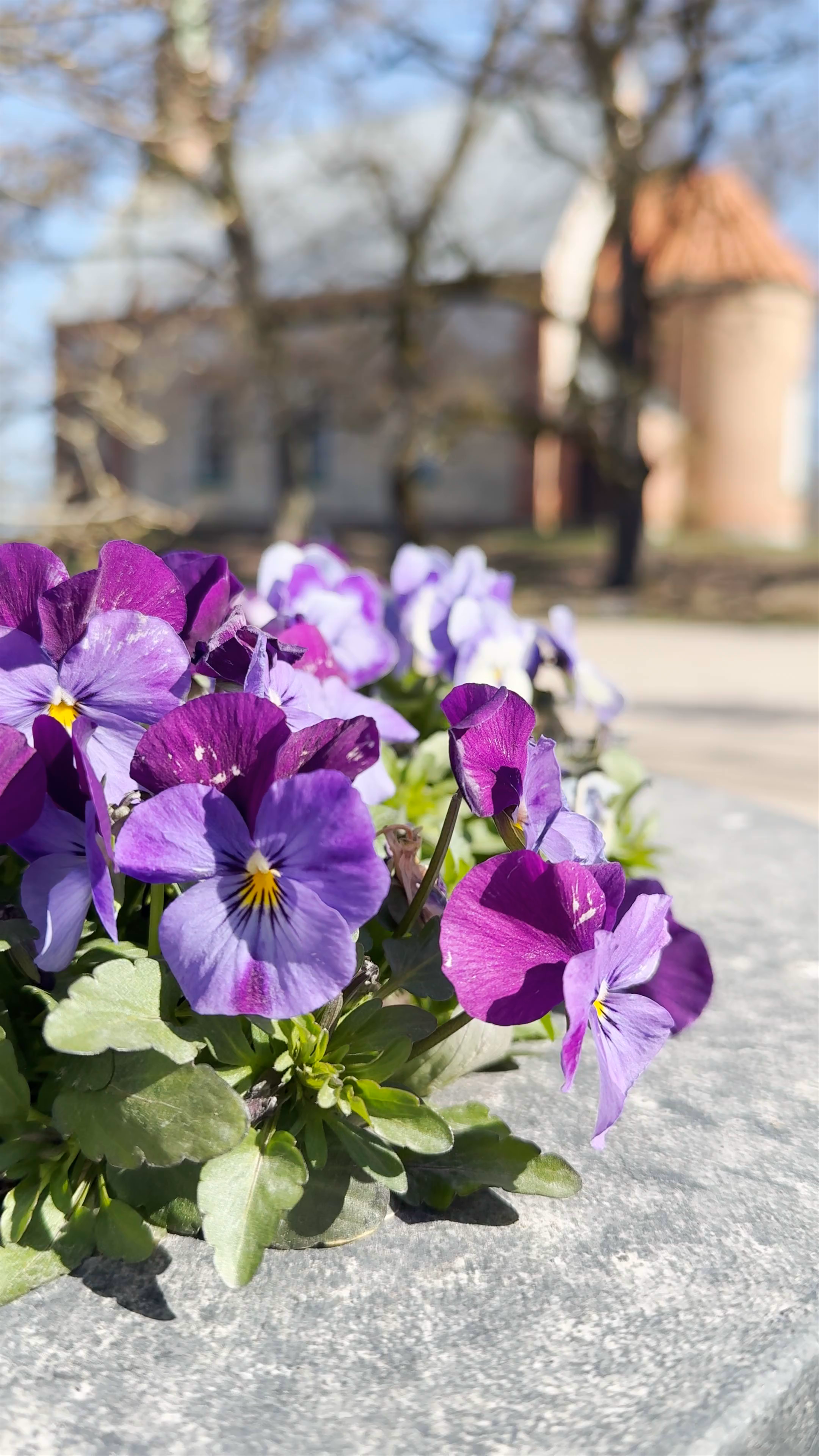 Piņķu Sv. Annas luterāņu baznīca: Tranquil Springtime in Latvia's Historic Klīves