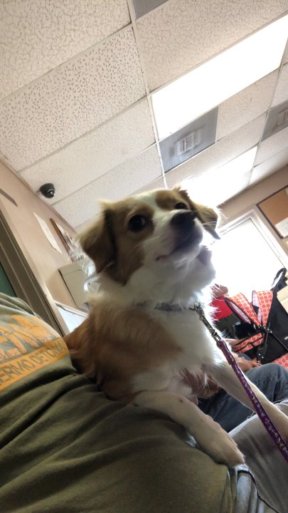 North Loop Pet Clinic - Veterinarians Near Me - Houston, Texas