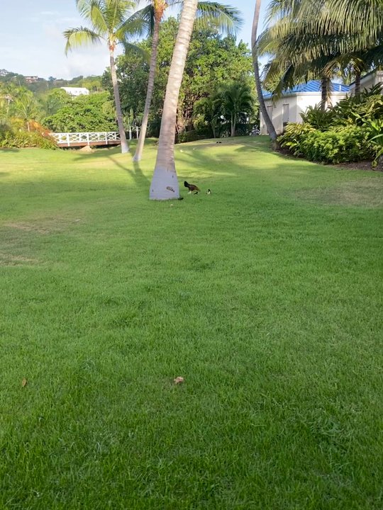 Limetree Beach Resort - Baby chicks and hen - Resorts Near Me - St Thomas, Virgin Islands