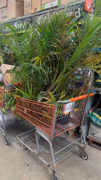The Home Depot - All these plants are being thrown away, vases and all. - Hardware Stores Near Me - Poulsbo, Washington