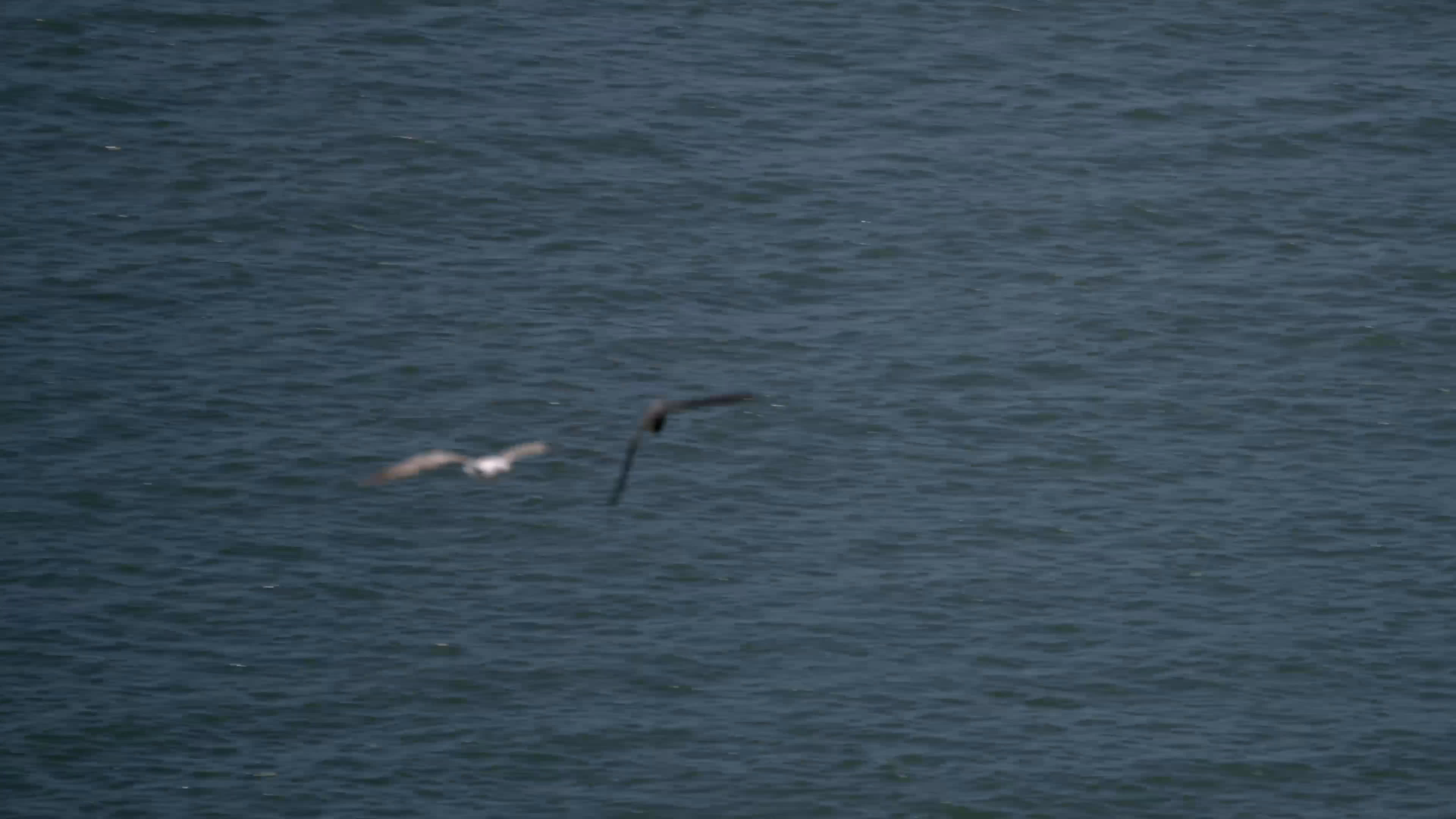 Several birds wheel and glide above open water as narration describes their speed and status as apex predators. Peregrine falcons can exceed 200 miles per hour during a hunting stoop, according to the speaker.