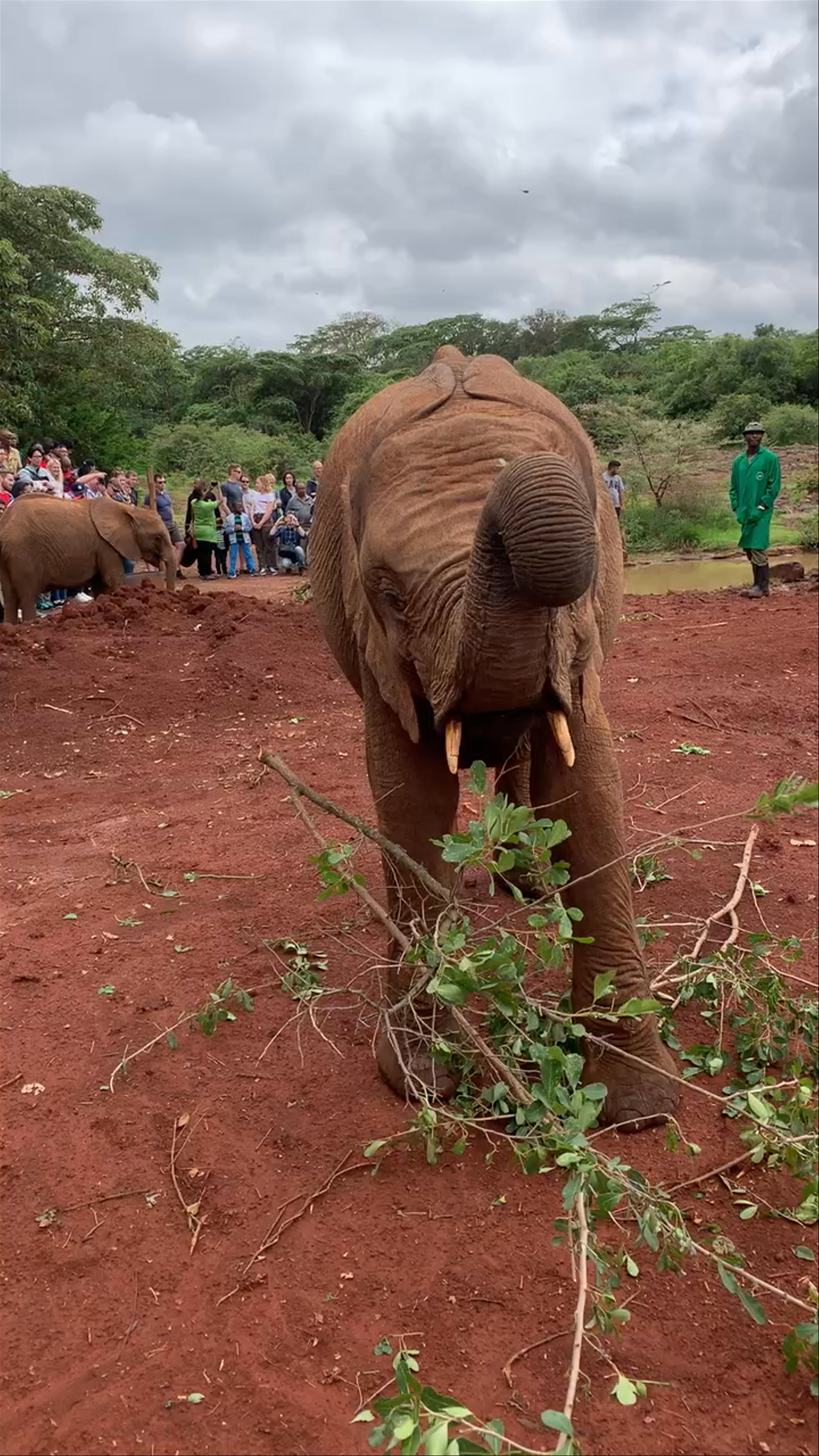 Sheldrick Elephant Orphanage: Baby Elephant Feeding Experience in Nairobi