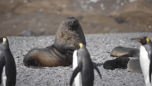 Antarctic fur seals and King Penguins animated gif