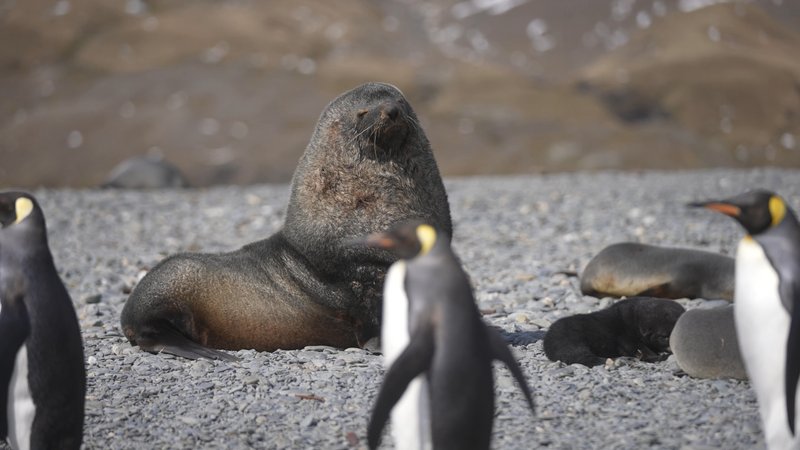 Antarctic fur seals and King Penguins poster