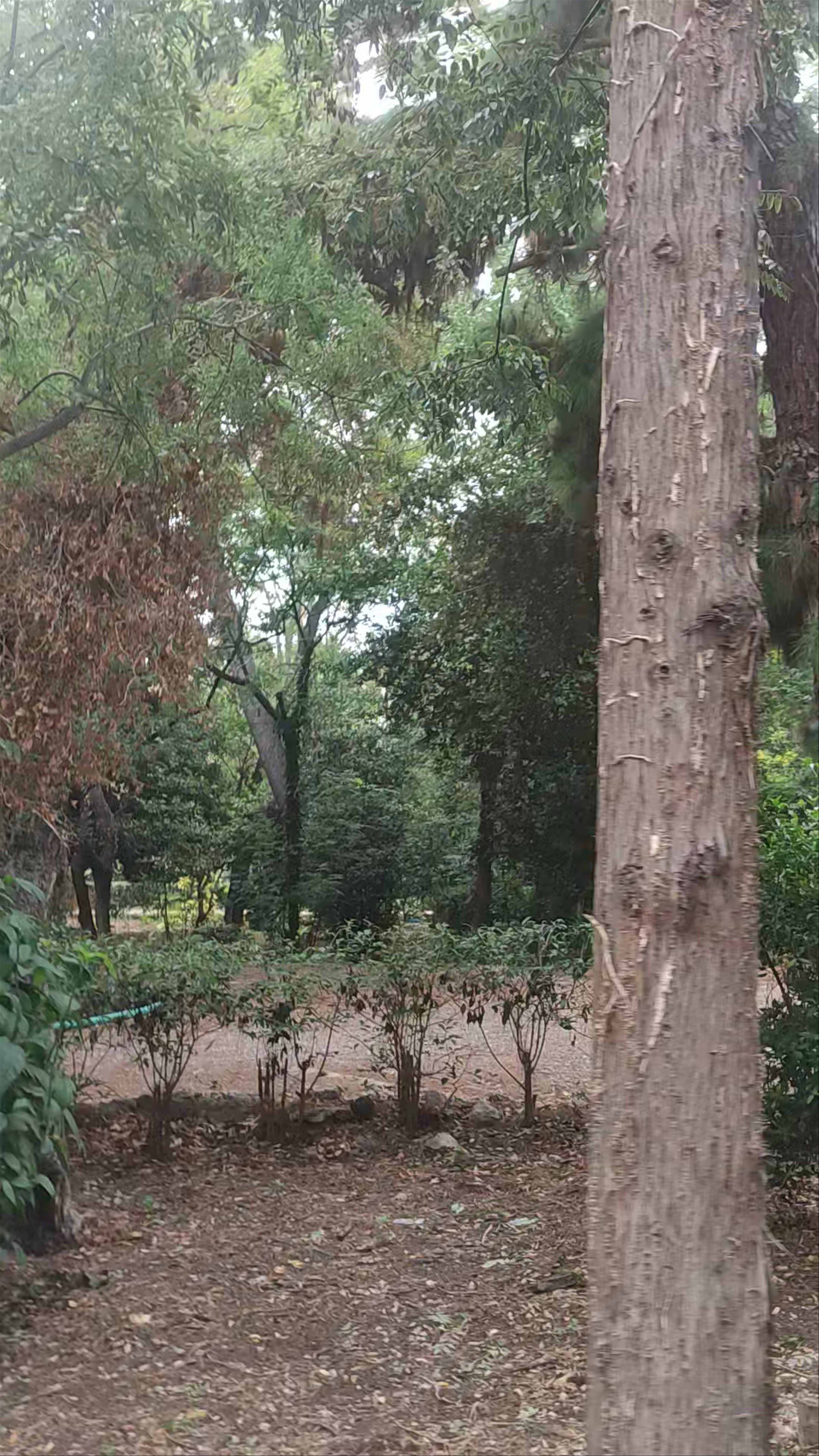 Jardín del Záppeion