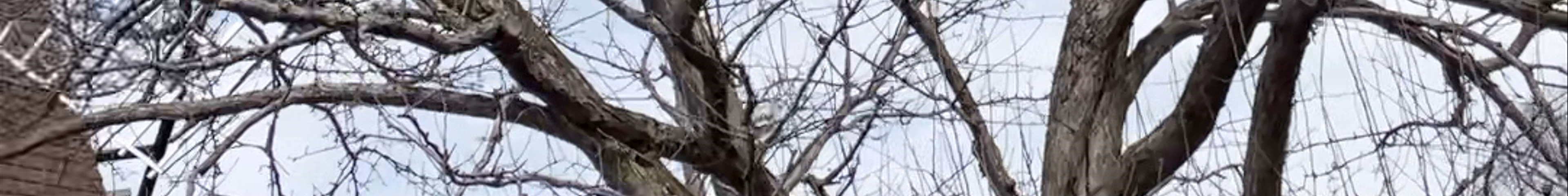 Tours & experiences in Honchō