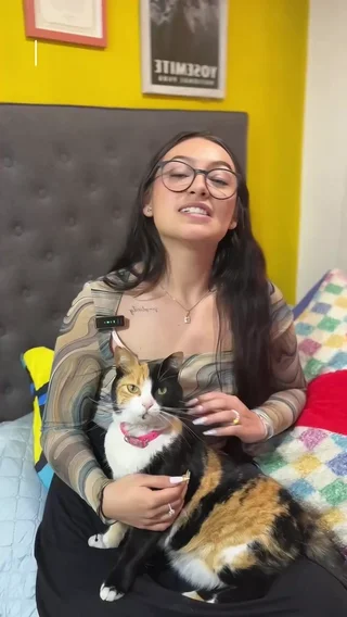 Preview del contenido