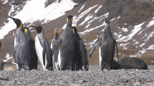 King Penguins in South Georgia animated gif
