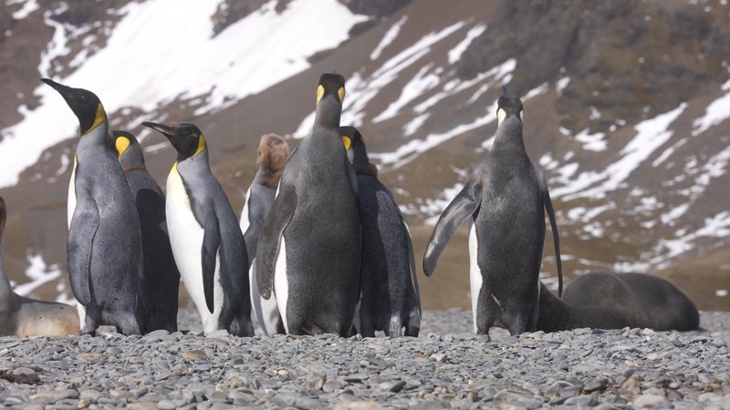 King Penguins in South Georgia poster